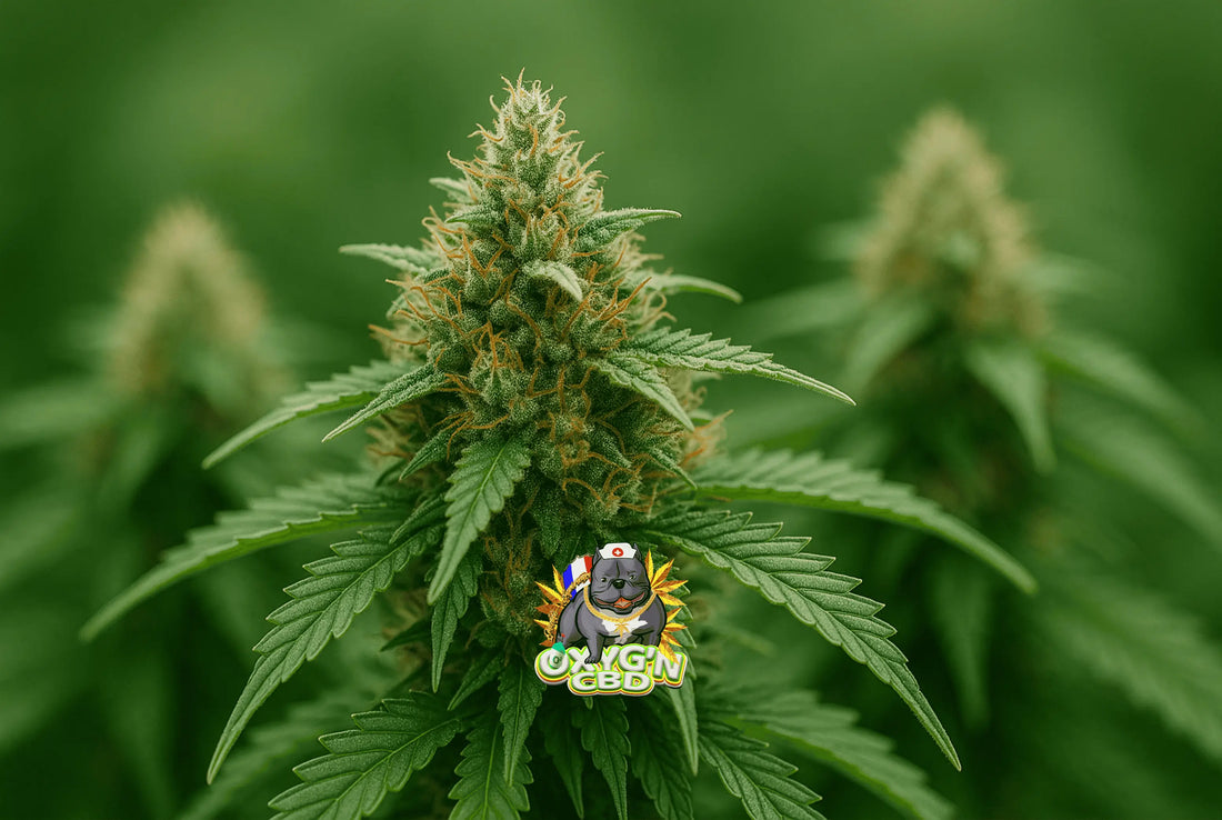C’est quoi de l’amnesia ? Tout comprendre sur cette variété mythique
