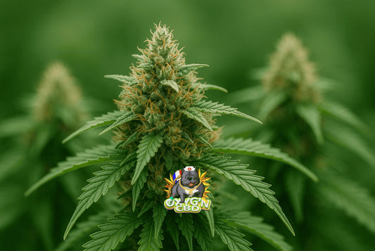 C’est quoi de l’amnesia ? Tout comprendre sur cette variété mythique