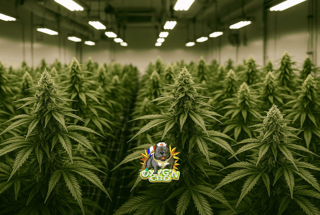 Cbd indoor : découvrez les secrets de la culture haut de gamme en intérieur