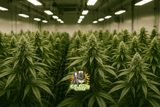 Cbd indoor : découvrez les secrets de la culture haut de gamme en intérieur