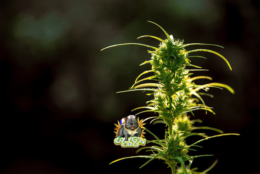 Fleur OG Kush CBD : une expérience sensorielle unique et apaisante