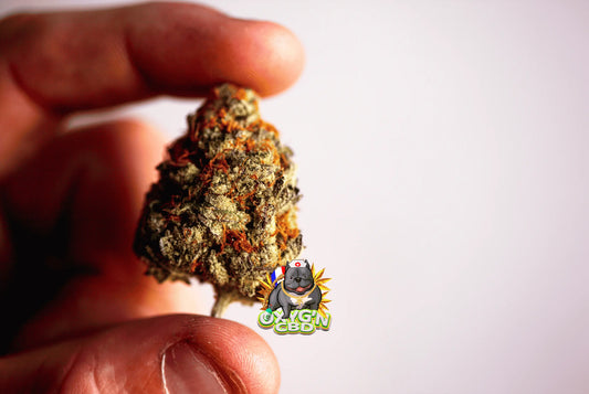 Fleurs de cbd : découvrir l’univers du chanvre bien-être