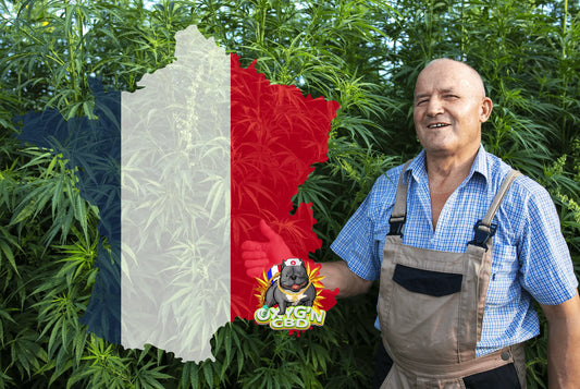 La France, un géant du CBD en Europe