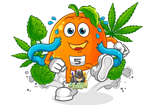 Orange bud : une variété de cannabis aux arômes d’agrumes et à l’effet stimulant