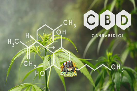 Qu'est-ce que le CBD ? Définition, bienfaits et usages