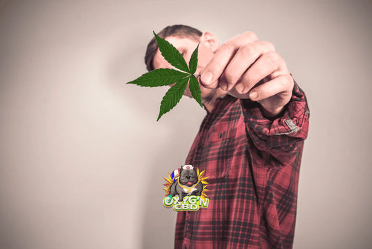 Quel est le goût du CBD Amnesia ? Exploration sensorielle et arômes caractéristiques