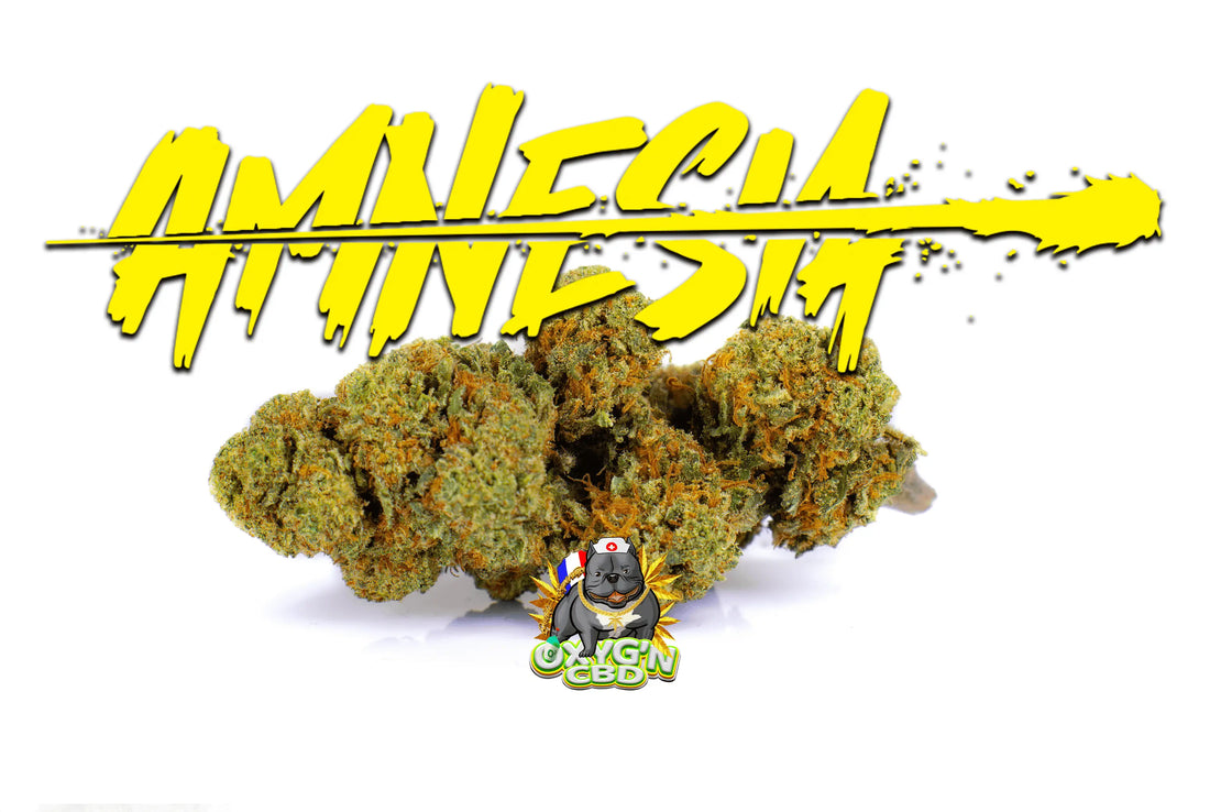 Amnesia haze : une variété de cannabis légendaire à découvrir