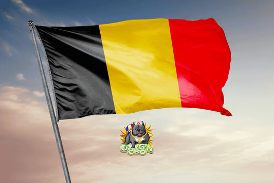 Cbd en Belgique : législation, tendances et évolution du marché