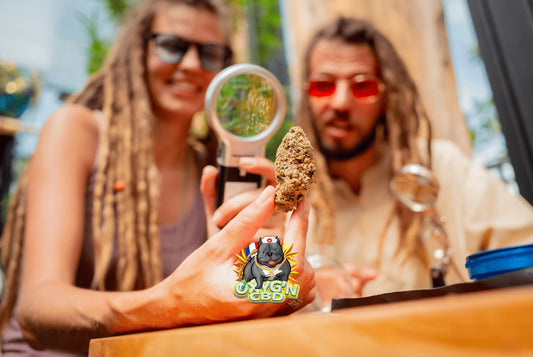 Différences entre le hash cbd et le hash thc : comprendre leurs spécificités