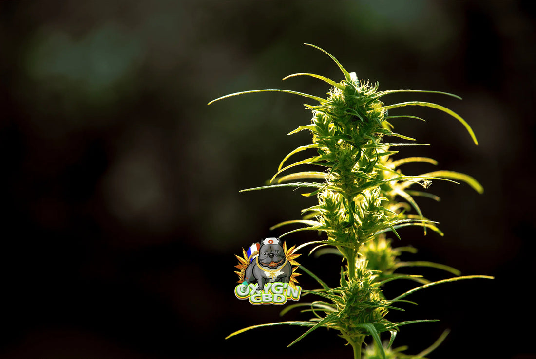 Fleur OG Kush CBD : une expérience sensorielle unique et apaisante