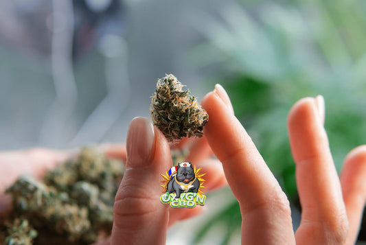 Fleur cbd ou résine : que choisir pour une expérience optimale ?