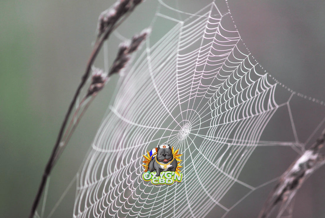 Fleur cbd white widow : tout savoir sur cette légende du cannabis bien-être