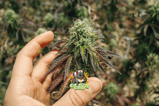 Fleur de CBD : découvrez l’univers du chanvre légal aux saveurs uniques