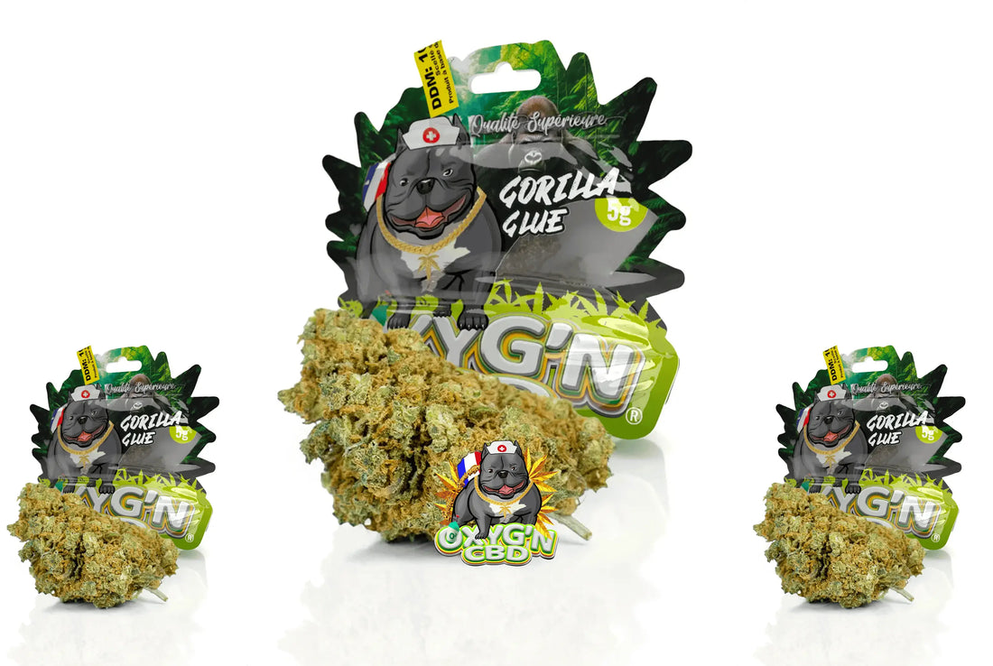 Fleur de cbd gorilla glue : tout savoir sur cette variété prisée
