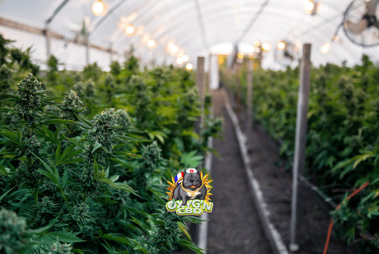 Greenhouse : le cœur battant de la culture moderne et du bien-être avec le CBD