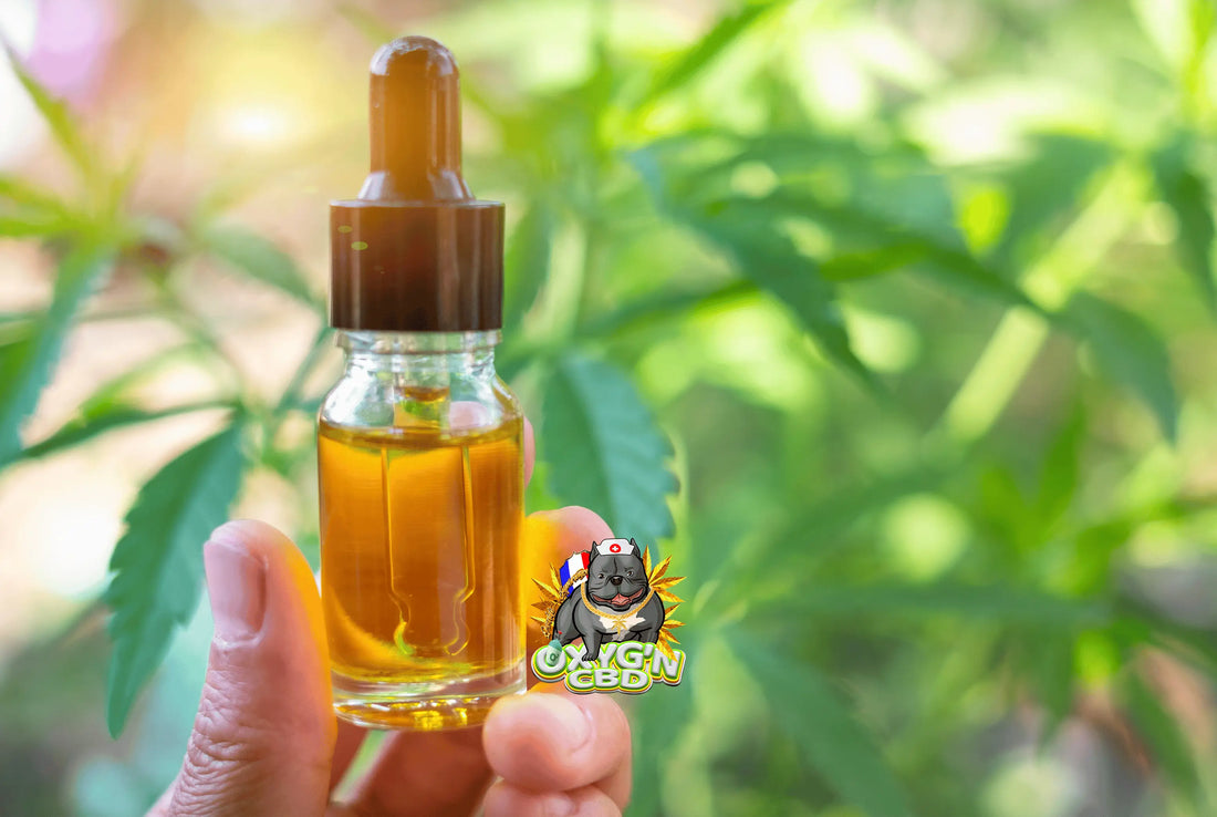Huile cbd - tout savoir sur ses bienfaits, propriétés et utilisation au quotidien.webp