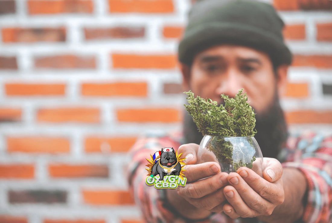 Kush ou haze : quelles sont les différences ?