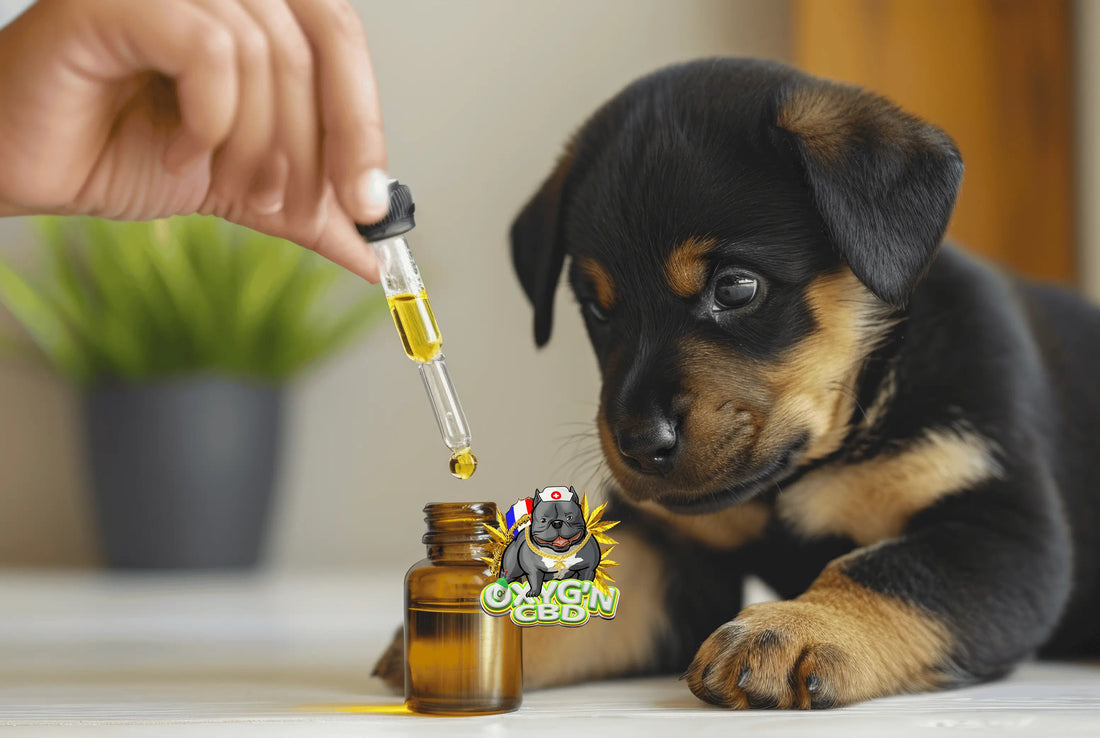 Le CBD pour le bien-être animal : ce que vous devez savoir
