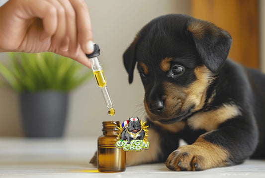 Le CBD pour le bien-être animal : ce que vous devez savoir