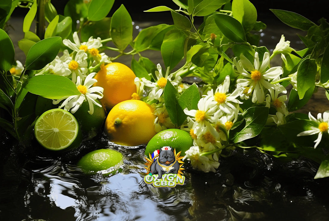 Lemon haze fleur : tout savoir sur une variété sativa aux arômes citronnés