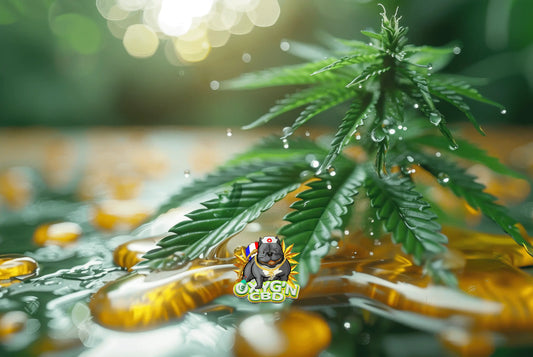 Les tendances CBD de l’hiver : habitudes, produits phares et profils aromatiques recherchés