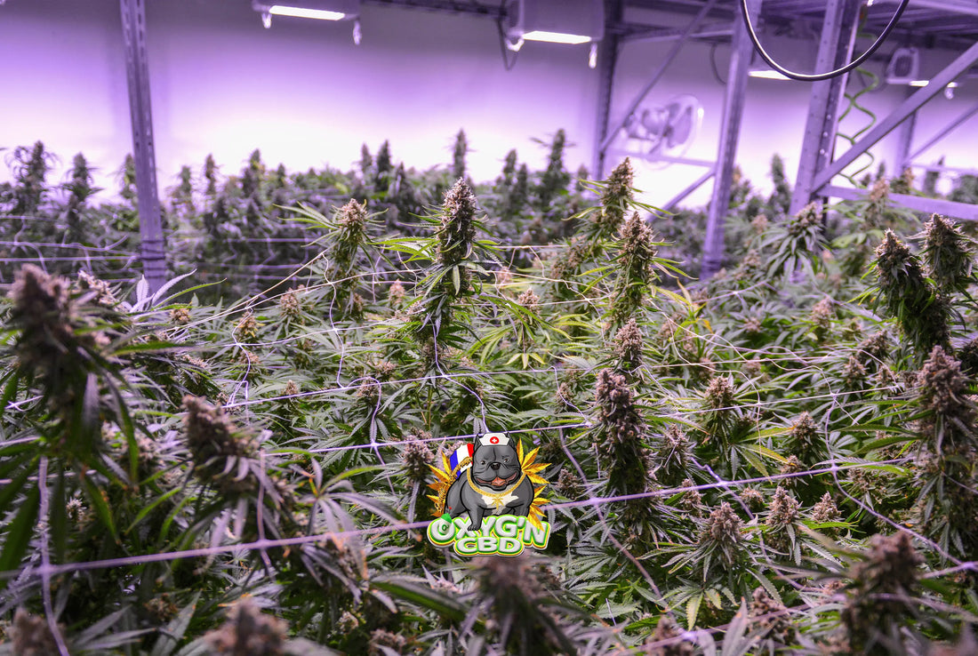 Où est cultivé le meilleur cannabis au monde ? Tour d’horizon des régions emblématiques