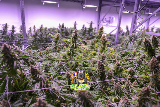 Où est cultivé le meilleur cannabis au monde ? Tour d’horizon des régions emblématiques