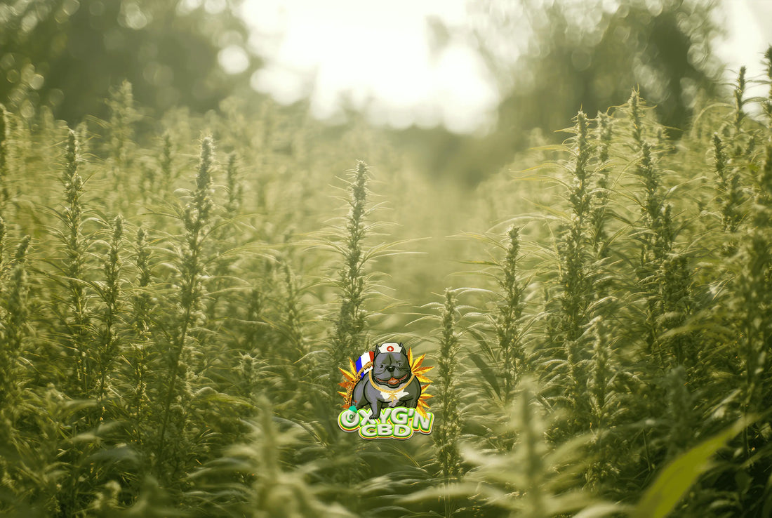 Plante de chanvre : un atout naturel aux usages multiples