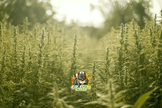 Plante de chanvre : un atout naturel aux usages multiples