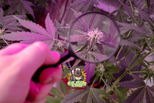 Pourquoi certaines fleurs sont très résineuses ? Découverte de la magie des trichomes chez le CBD