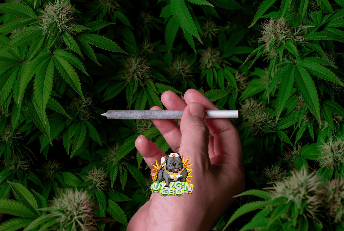 Pré-roll ou fleur : quel format choisir pour votre expérience CBD ?