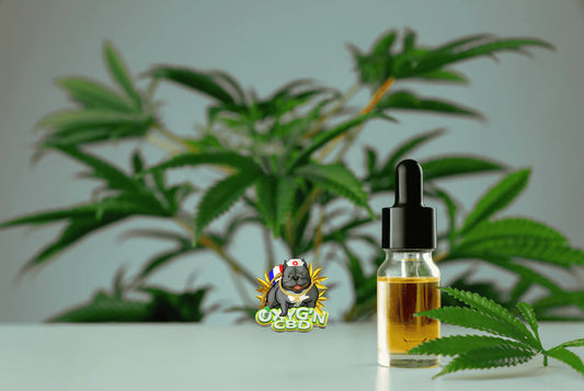 huile de cbd avec plante de cannabis en second plan