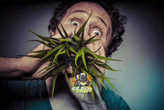 Que veut dire haze ? Signification, origines et usage dans le monde du CBD