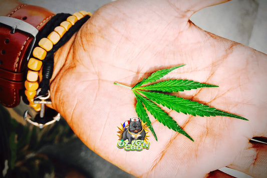 Que veut dire kush ? Origines, significations et secrets d’une référence du cannabis