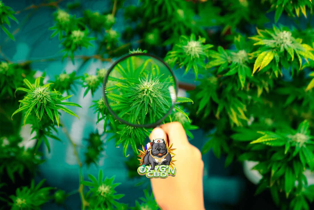 Quelle est la meilleure fleur cbd en 2026 ? Zoom sur les tendances et les innovations