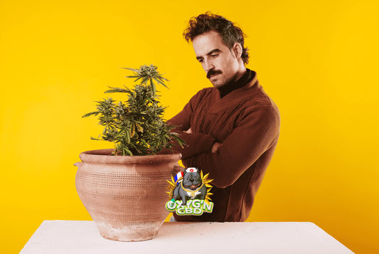 Quelle est la meilleure fleur de cbd ?