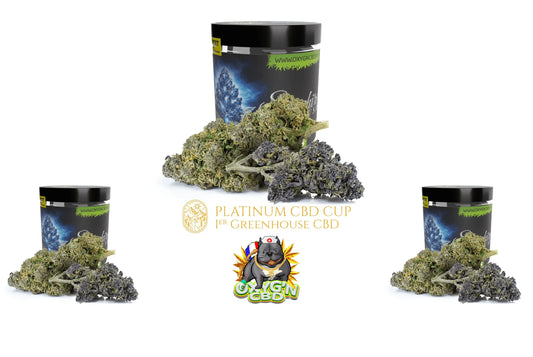 Sapphire kush : présentation d’une variété hybride de fleur de chanvre