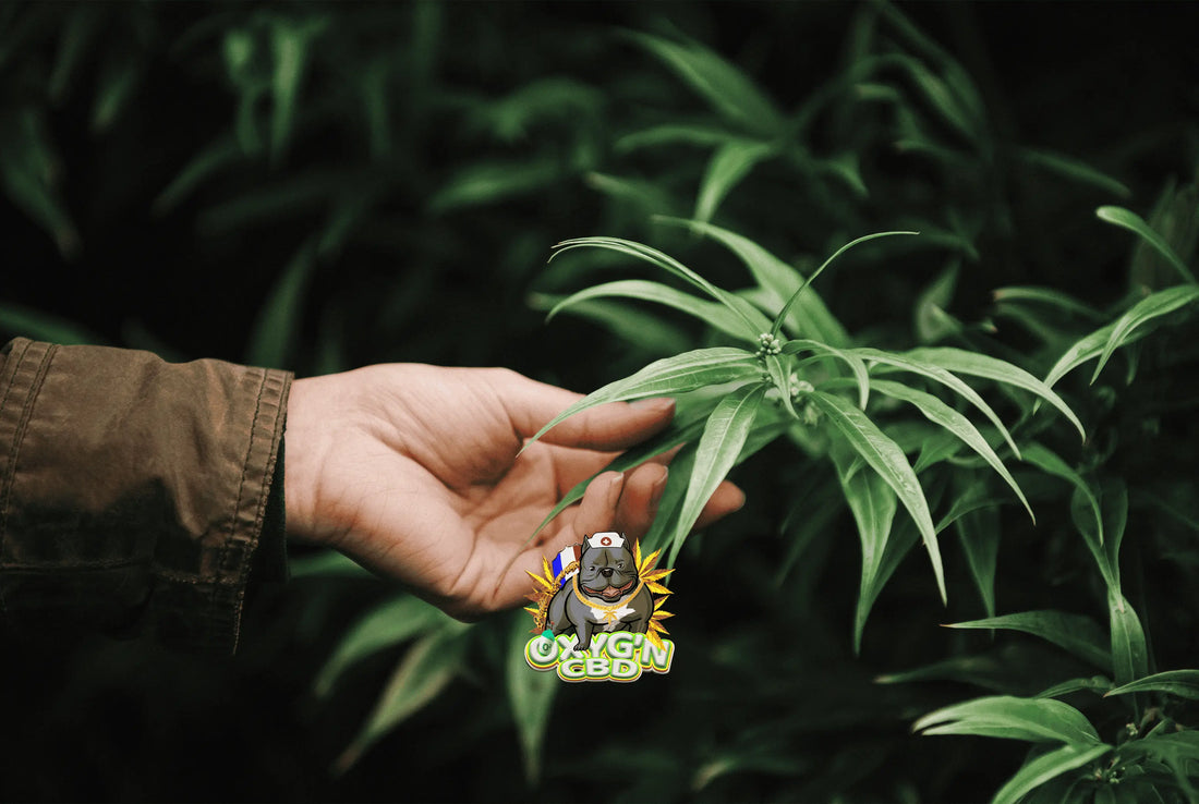 Tout savoir avant d’acheter sur un site d’huile CBD : avis, conseils et points à vérifier