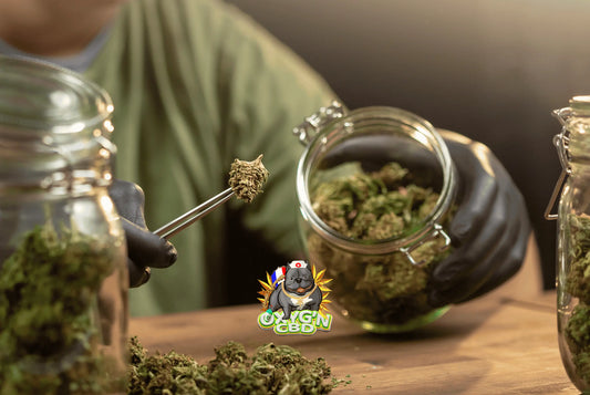 Tout savoir sur l'amnesia et ses particularités dans l'univers du cannabis