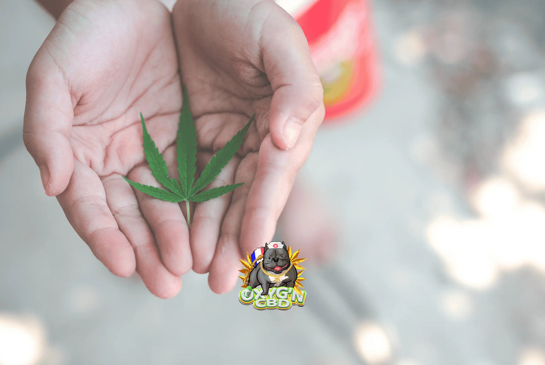 Tout savoir sur le cannabidiol full spectrum : entre bienfaits et naturalité