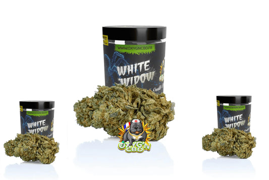 White widow : la variété hybride incontournable du cannabis