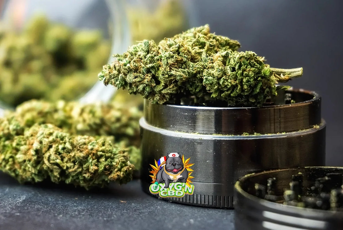 ginder avec plusieurs bud de fleurs de CBD