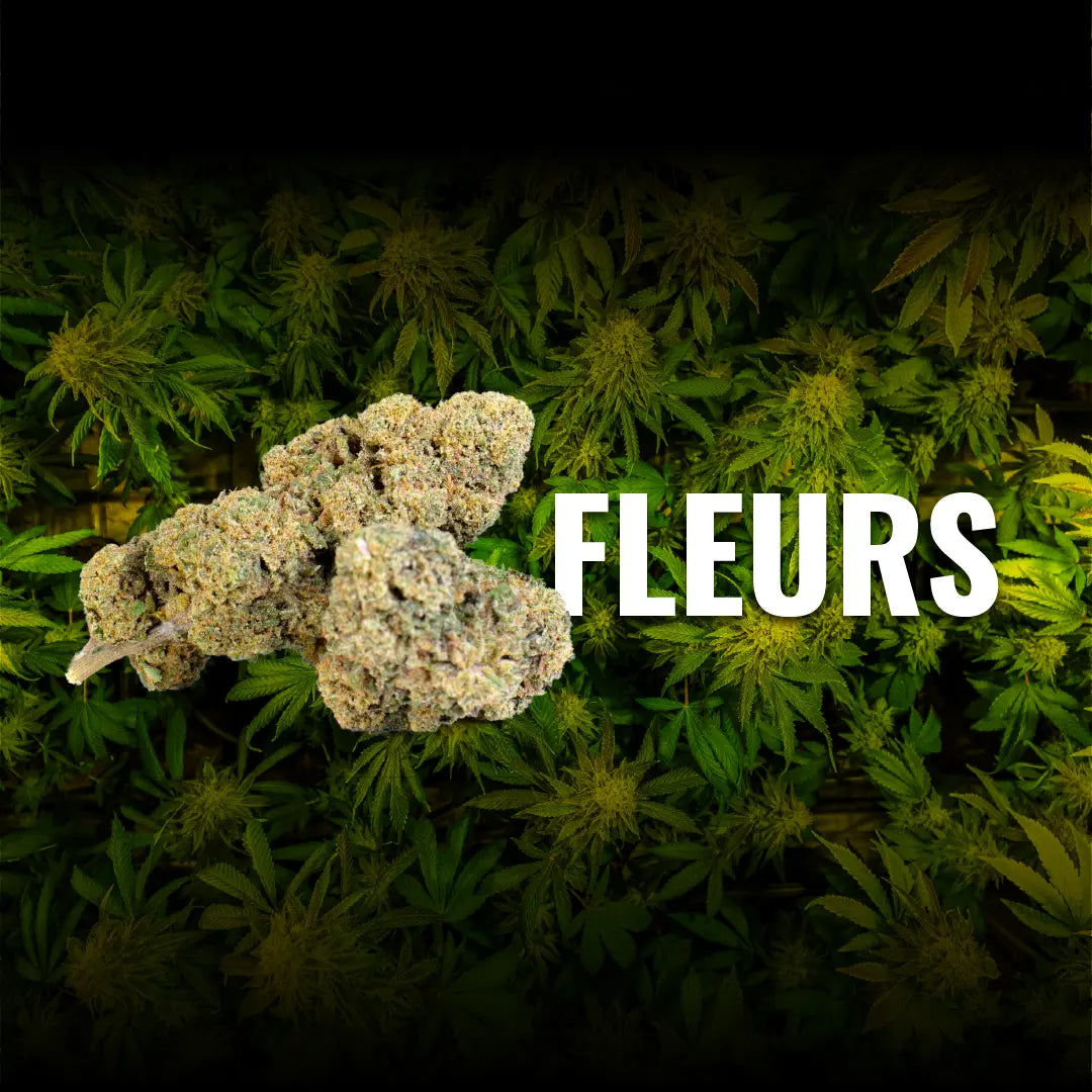 fleurs de CBD avec têtes de cannabis CBD