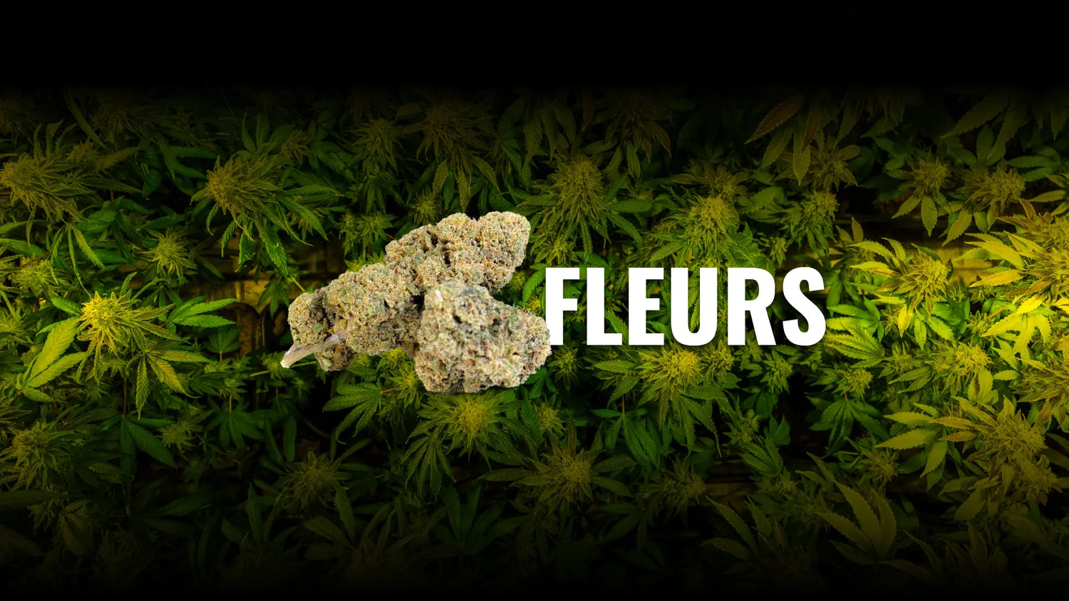 fleurs de CBD avec têtes de cannabis CBD