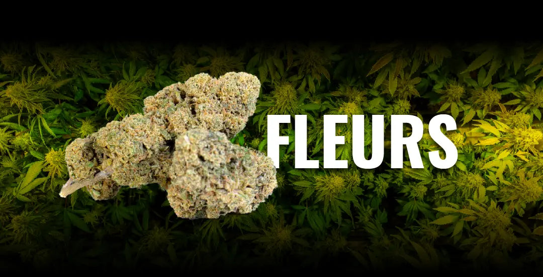 fleurs de CBD avec têtes de cannabis CBD