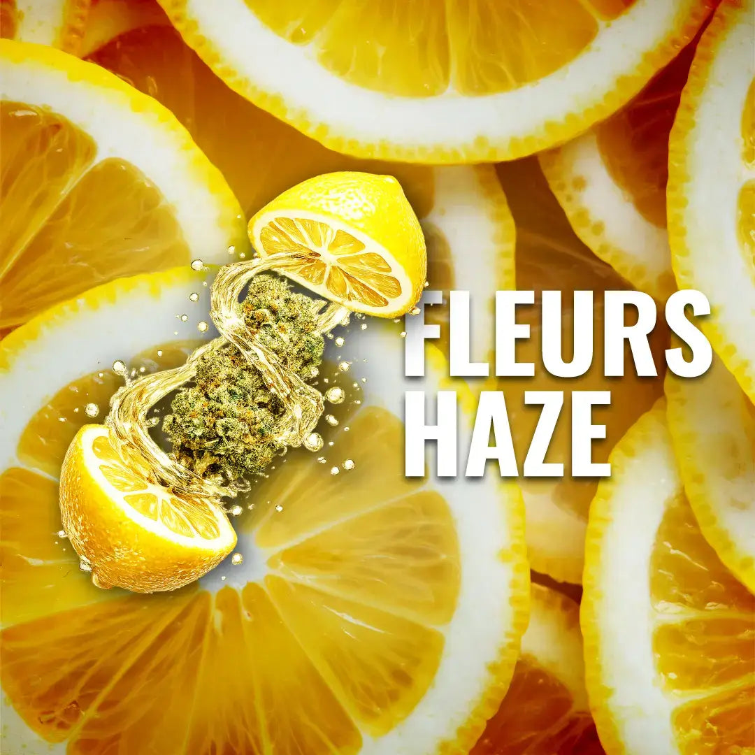 fleurs Haze CBD avec arômes citronnés