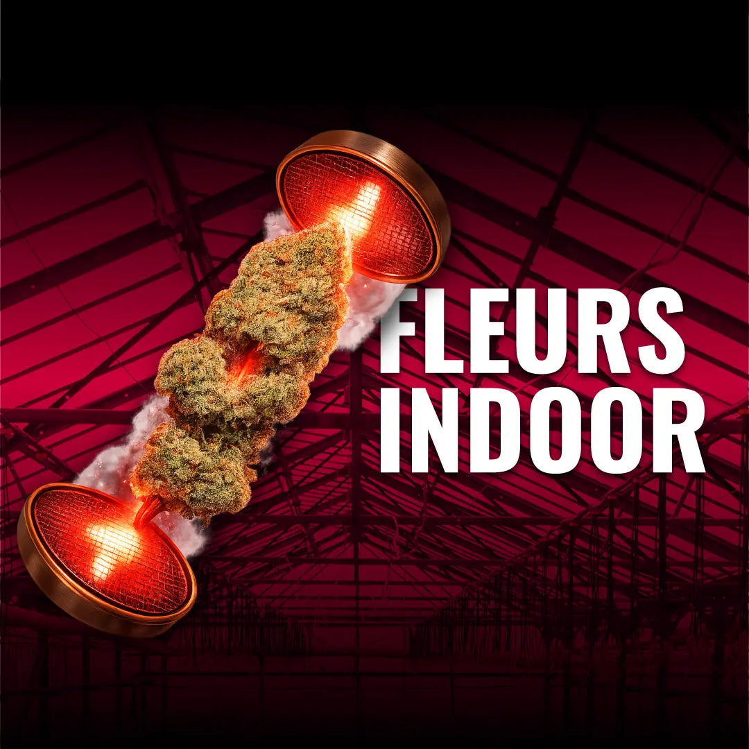 fleurs CBD indoor cultivées en intérieur