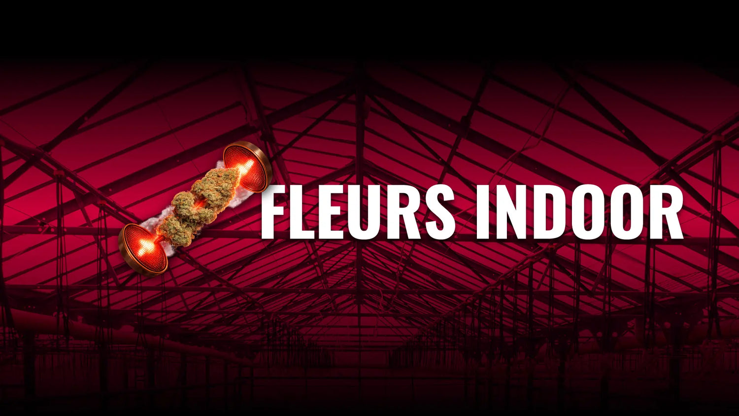fleurs CBD indoor cultivées en intérieur
