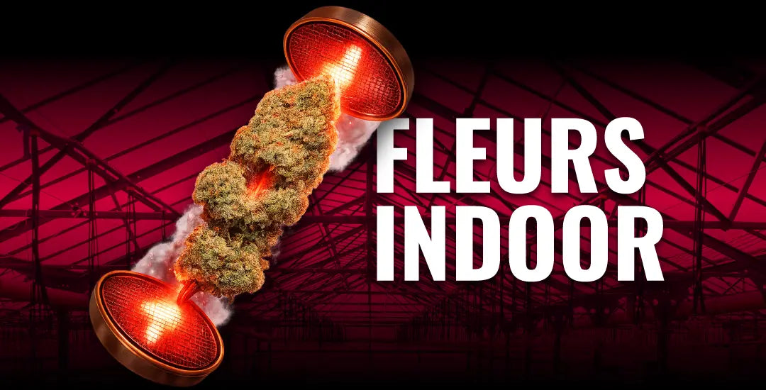 fleurs CBD indoor cultivées en intérieur