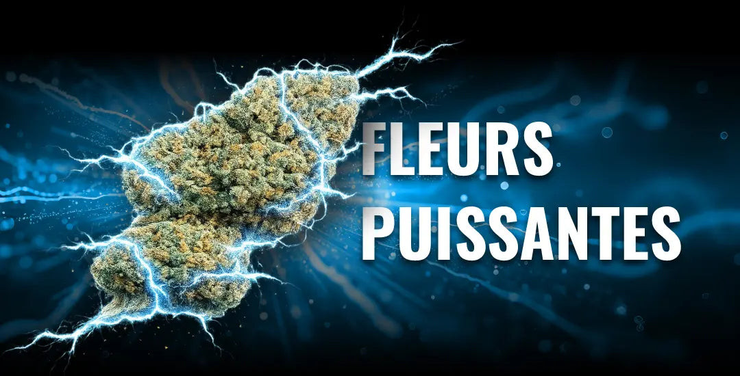fleurs CBD puissantes avec forte concentration en CBD